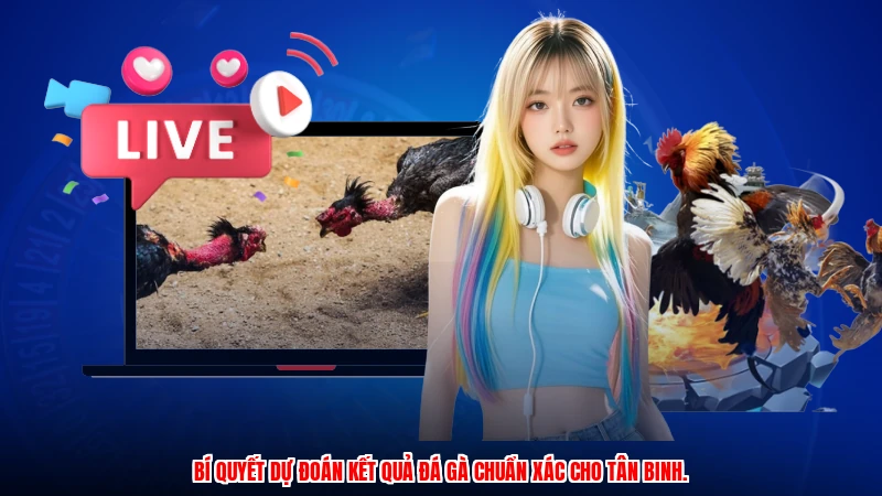 Bí quyết dự đoán kết quả đá gà chuẩn xác cho tân binh.