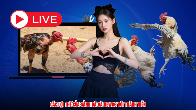 Các lợi thế của sảnh đá gà NEW88 với thành viên