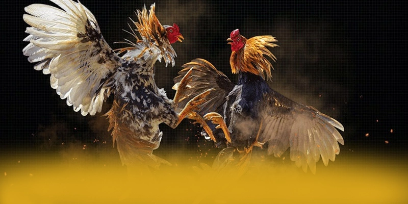 Giải đáp thắc mắc về 8XBET