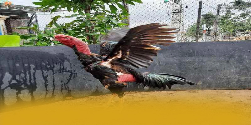 Nen tang tren dien thoai di dong cung 8XBET